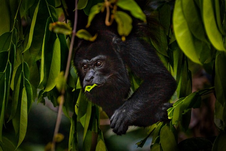 015 Tortuguero, brulaap.jpg